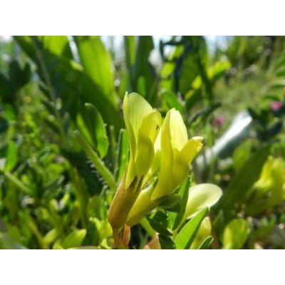 Astragalus caprinus subsp. huetii (Bunge) Podlech 
