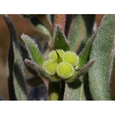 Cynoglossum cheirifolium L. 