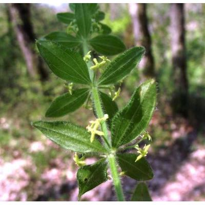 Cruciata glabra (L.) Ehrend. subsp. hirticaulis (Beck) Natali & Jeanm. 