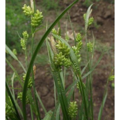Carex pallescens L. 