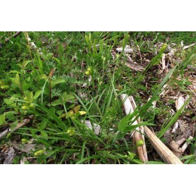 Carex pallescens L. 