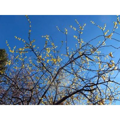 Chimonanthus praecox (L.) Link 