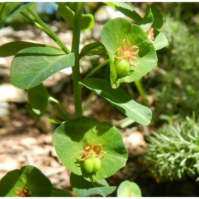 Euphorbia meuselii Geltman 