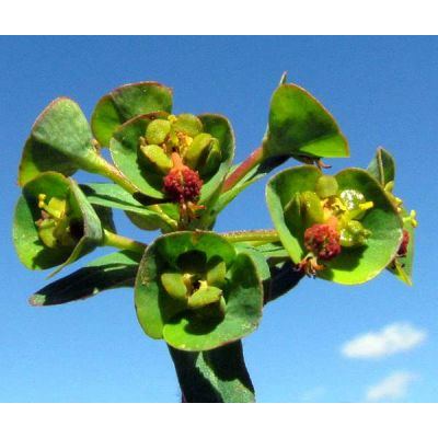 Euphorbia apios L. 