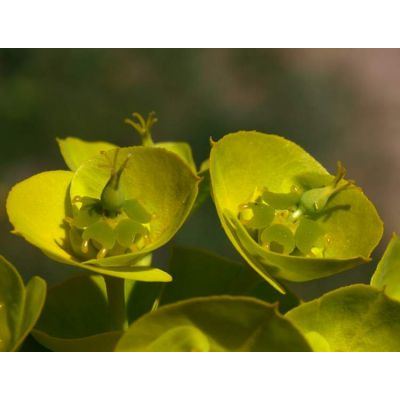 Euphorbia barrelieri Savi 