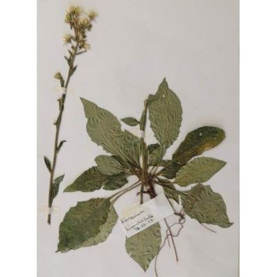 Hieracium racemosum subsp. virgaurea (Coss.) Zahn 