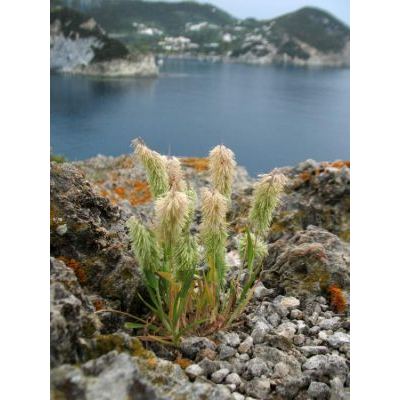 Lamarckia aurea (L.) Moench 