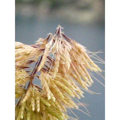 Lamarckia aurea (L.) Moench 