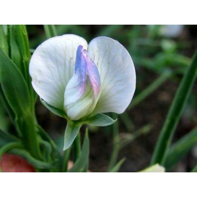 Lathyrus sativus L. 