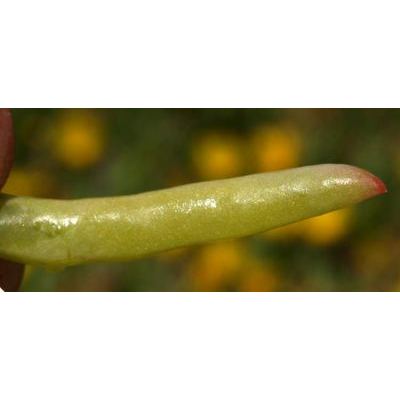 Malephora lutea Schwantes 