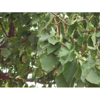 Prunus armeniaca L. 