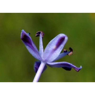 Nectaroscilla hyacinthoides (L.) Parl. 