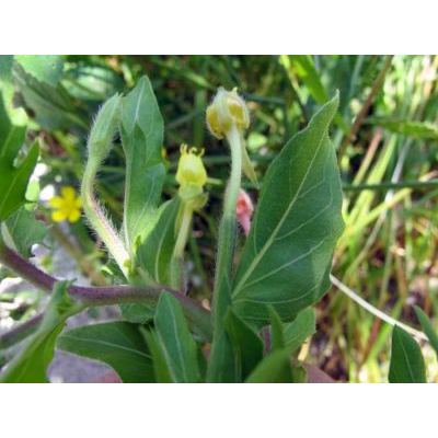 Oenothera parviflora L. 