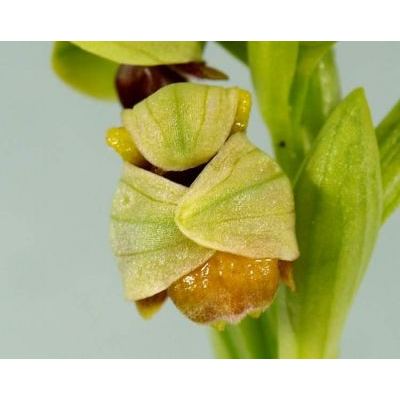Ophrys bombyliflora Link 