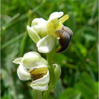 Ophrys fusca subsp. pallida (Raf.) E. G. Camus 