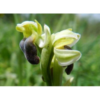 Ophrys fusca subsp. pallida (Raf.) E. G. Camus 