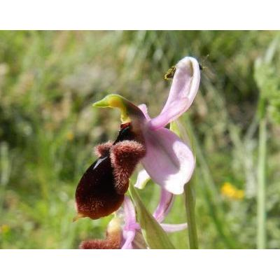 Ophrys lunulata Parl. 