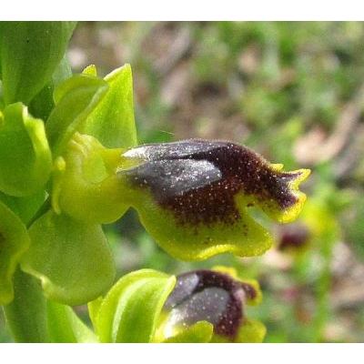 Ophrys lutea Cav. 