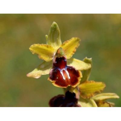 Ophrys sphegodes subsp. passionis (Sennen) Sanz & Nuet 