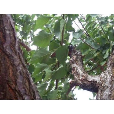 Prunus armeniaca L. 