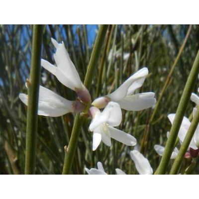 Retama raetam subsp. gussonei (Webb) Greuter 