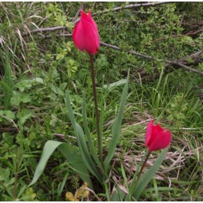 Tulipa agenensis DC. 