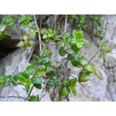 Thymus richardii subsp. nitidus (Guss.) Jalas 