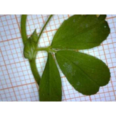 Trifolium dubium Sibth. 