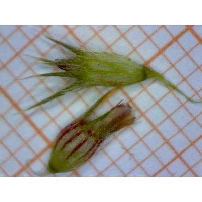 Trifolium striatum L. subsp. tenuiflorum (Ten.) Arcang. 