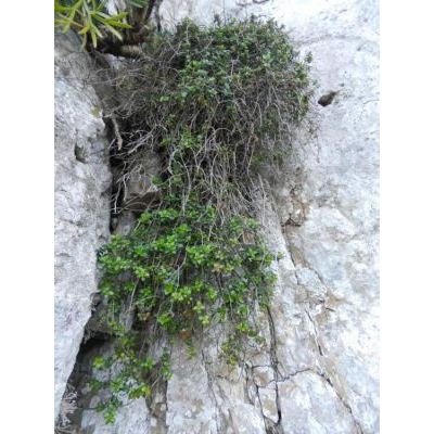 Thymus richardii subsp. nitidus (Guss.) Jalas 