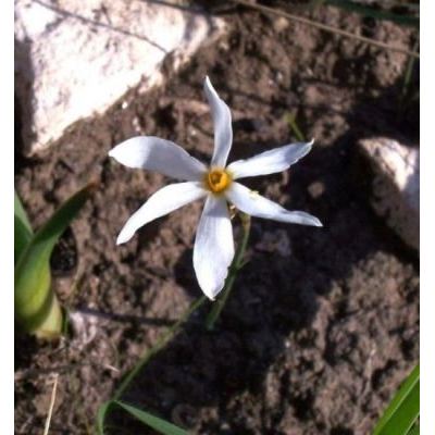 Narcissus serotinus L. 