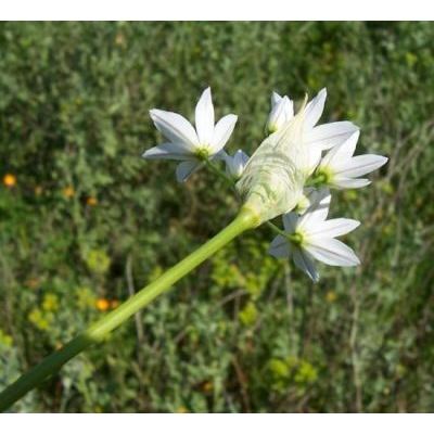 Allium trifoliatum Cirillo 
