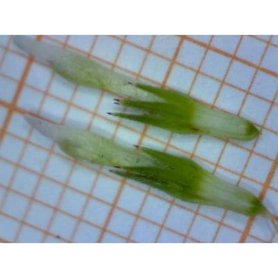 Trifolium squamosum L. 