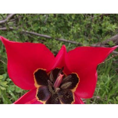 Tulipa agenensis DC. 