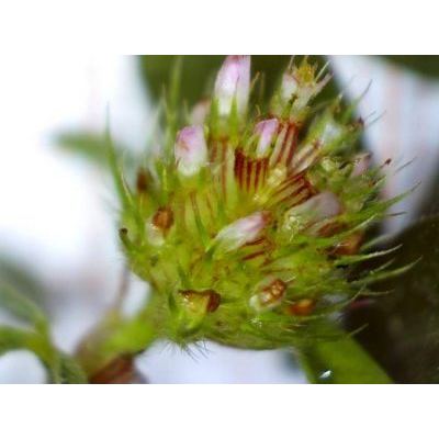 Trifolium striatum L. subsp. tenuiflorum (Ten.) Arcang. 