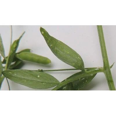 Vicia pubescens (DC.) Link 