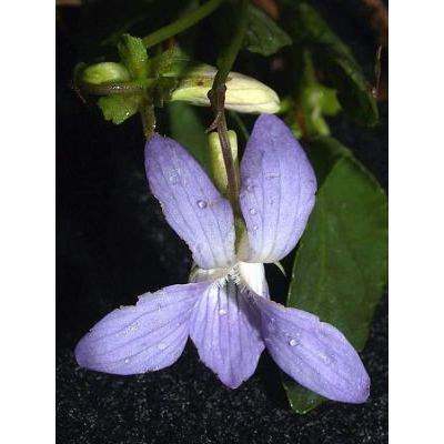 Viola laricicola Marcussen 