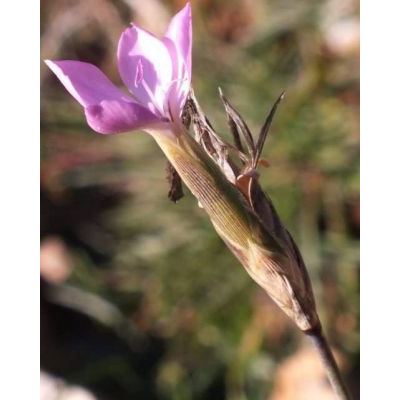 Dianthus ciliatus Guss. 