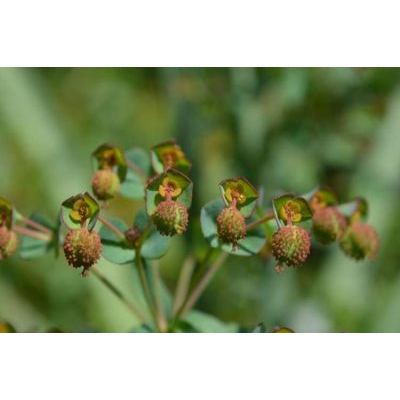 Euphorbia apios L. 