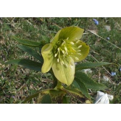 Helleborus viridis L. subsp. bocconei (Ten.) Peruzzi 