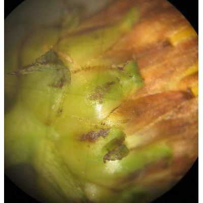 Inula salicina L. 