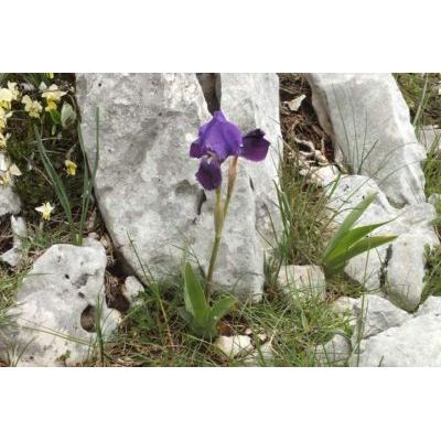 Iris aphylla L. 