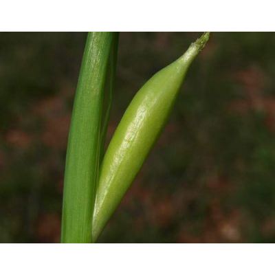 Iris tuberosa L. 