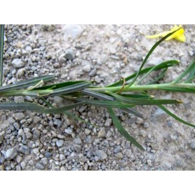 Linaria angustissima (Loisel.) Borbás 
