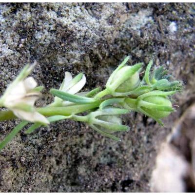 Linaria micrantha (Cav.) Hoffmanns. & Link 