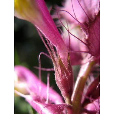 Melampyrum barbatum subsp. carstiense Ronniger 