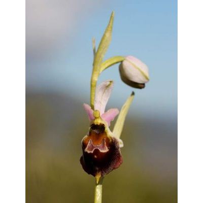 Ophrys argolica subsp. crabronifera (Sebast. & Mauri) Faurh. 