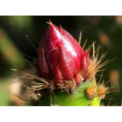 Opuntia microdasys (Lehm.) Pfeiff. 