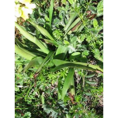 Orchis pauciflora Ten. 