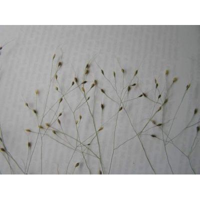 Piptatherum virescens (Trin.) Boiss. 